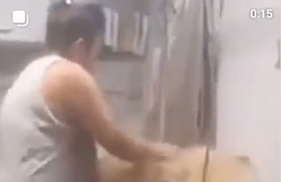 Maltrato animal en peluquería canina: se denunció a la mujer