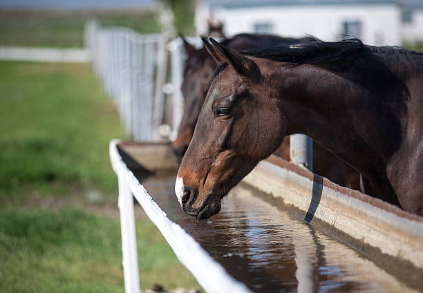 Un imputado por maltratar a ocho caballos