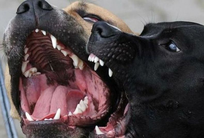 Una perra mordió a un nene y lo dejó en grave estado