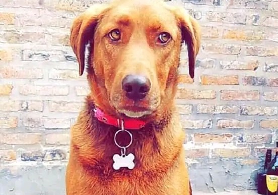 Tristísimo: murió una perra por la pirotecnia