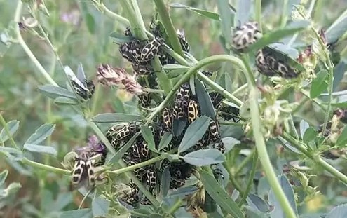 Alertan sobre plaga mortal para el ganado