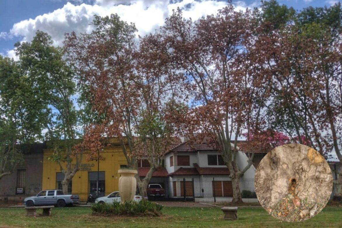 El Municipio infraccionó a un vecino por daños al arbolado público