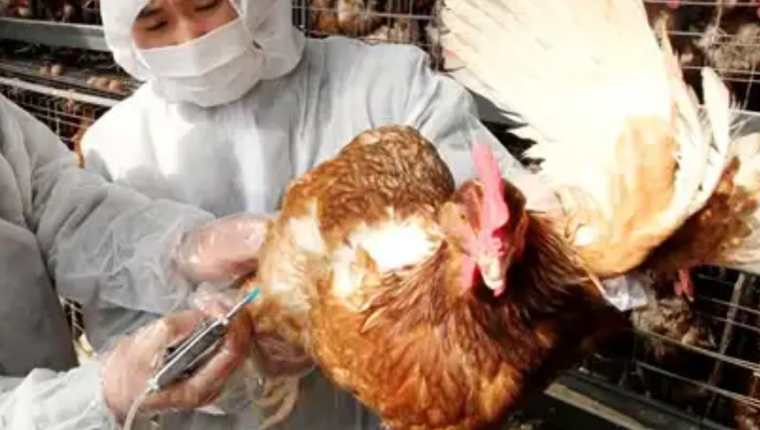 Ya hay 19 casos de gripe aviar en el país