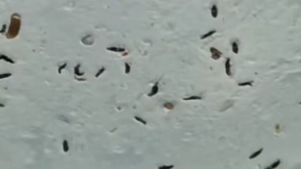 Invasión de «bichitos» en Luján: ¿de qué se trata?