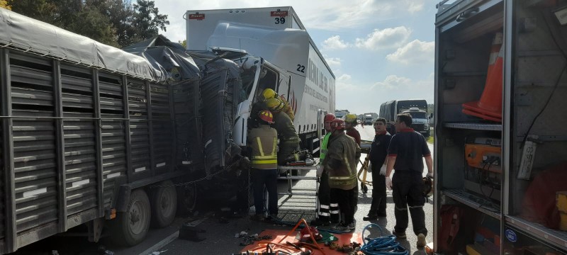 Fallecieron 7 yeguas tras accidente en la ruta