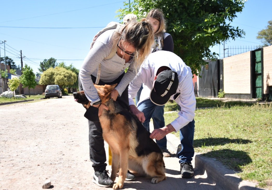 Vacunación antirrábica gratuita: el cronograma de mayo