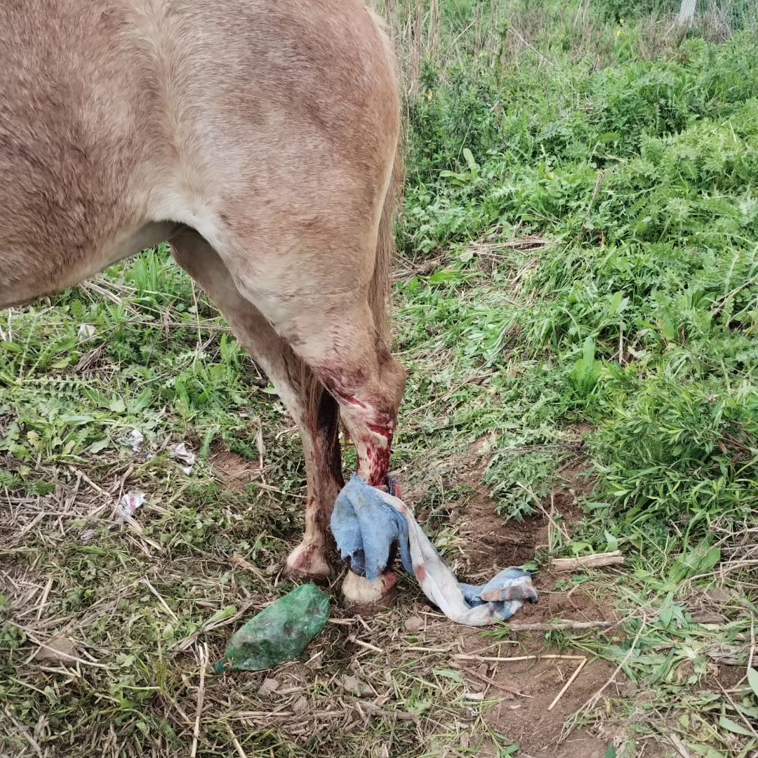Murieron dos caballos que eran traidos a Luján y una yegua resultó herida